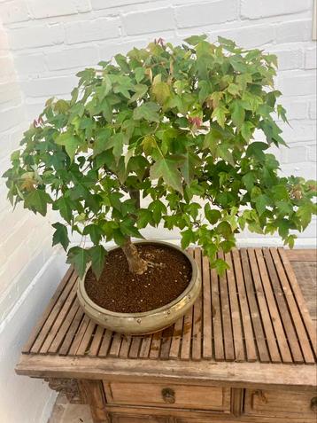 Acer buergerianum bonsai beschikbaar voor biedingen