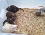 Ratten, Dieren en Toebehoren, Januari, Meerdere dieren, Rat