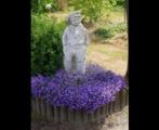5 x campanulla portenslaigiana  !in pot, Ophalen, Vaste plant