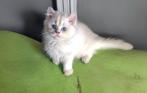 Britse langhaar kitten, Dieren en Toebehoren, Gechipt