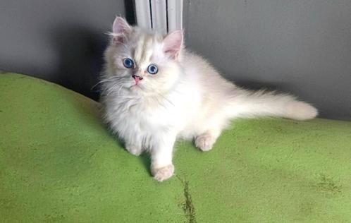 Britse langhaar kitten, Dieren en Toebehoren, Katten en Kittens | Raskatten | Langhaar, Gechipt, Ontwormd, Ingeënt