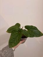 Anthurium luxurian, Huis en Inrichting, Kamerplanten, Ophalen of Verzenden