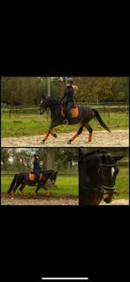 D-pony, Dieren en Toebehoren, Merrie, B, Gechipt, 3 tot 6 jaar