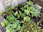 Hosta, Tuin en Terras, Planten | Tuinplanten, Halfschaduw, Zomer, Vaste plant, Overige soorten