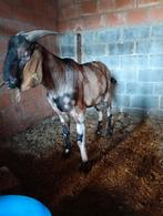 Bouc anglonubien, Avril