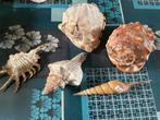 Coquillages, Verzamelen, Mineralen en Fossielen, Ophalen of Verzenden