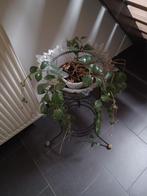 hangplant te koop, Huis en Inrichting, Kamerplanten, Ophalen