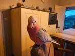 Roze kaketoe, Femelle, Perroquet, Domestique