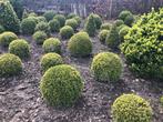 buxus sempervirens, Jardin & Terrasse, Plantes | Arbustes & Haies, Enlèvement, Buis, Arbuste