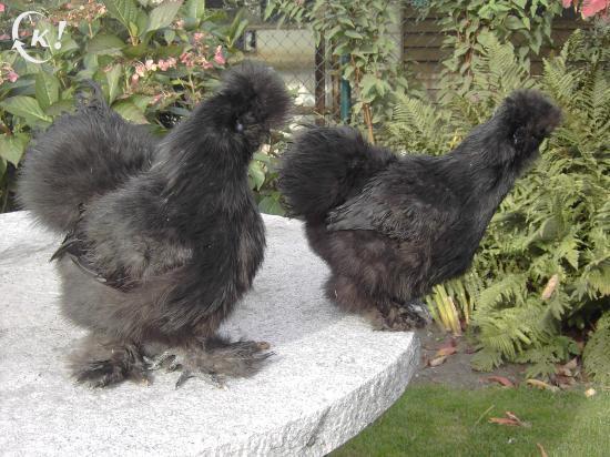 Zijdehoenders zwart, Dieren en Toebehoren, Pluimvee