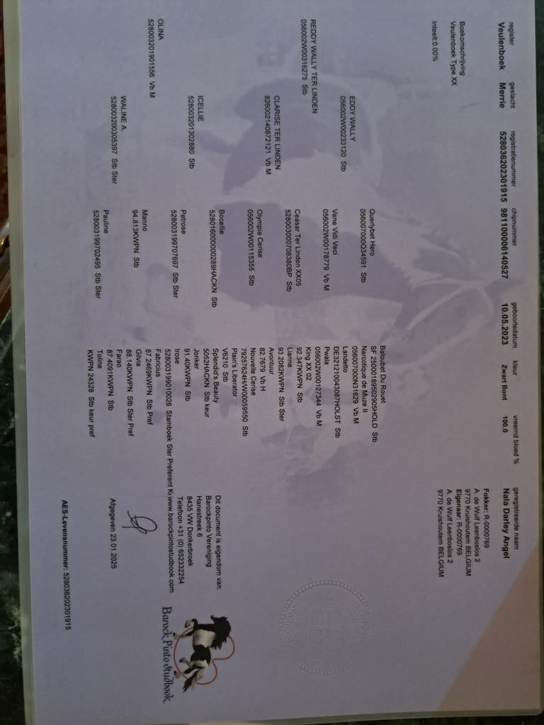 3 jarige reddy wally, Animaux & Accessoires, Chevaux, Jument, Non dressé, 160 à 165 cm, 3 à 6 ans, Cheval de récréation, Avec pedigree