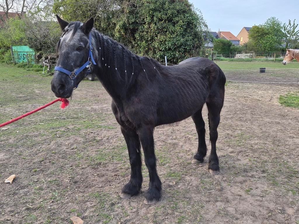 Tinker, Dieren en Toebehoren