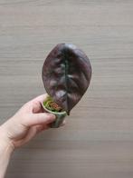 Alocasia cuprea, Enlèvement ou Envoi