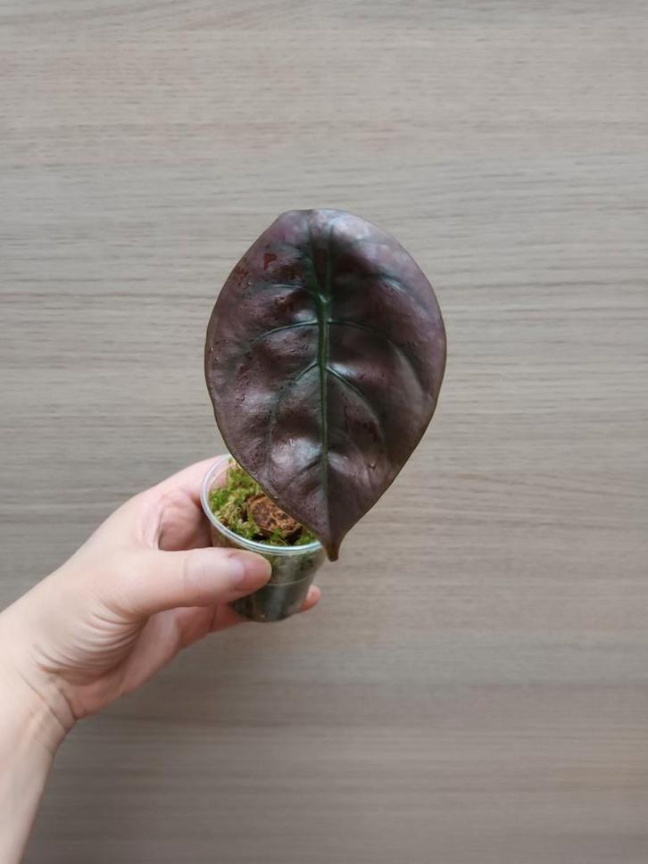 Alocasia cuprea, Maison & Meubles, Plantes d'intérieur, Enlèvement ou Envoi