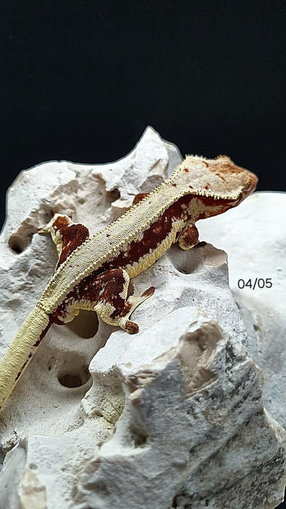 Wimpergekko crested gecko man, Animaux & Accessoires