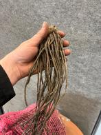 Asperge planten, Ophalen