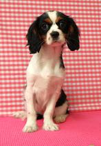 Super leuke Cavalier King Charles pups!, Dieren en Toebehoren, 15 weken tot 1 jaar, Buitenland, Teef, Parvo