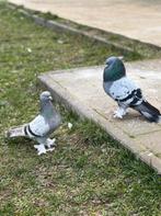 Takla duiven, Dieren en Toebehoren