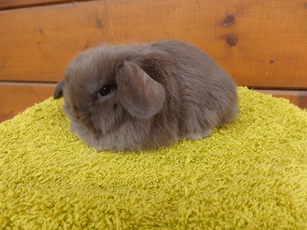 nhd, voedstertjes, Femelle, Nain, Oreilles tombantes, 0 à 2 ans