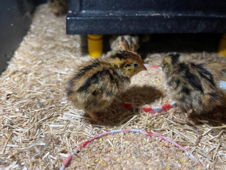 Japanse jumbo kwartel kuikens, Animaux & Accessoires, Volatiles