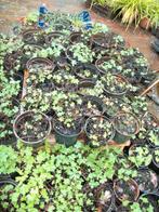 Vaste Geraniums in grotere potmaat staan op pot, Vaste plant, Halfschaduw, Zomer, Ophalen