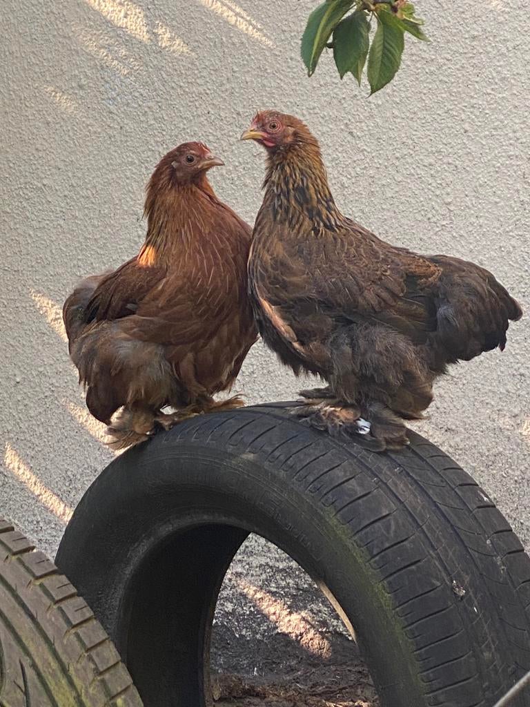 Cochin kriel hennen, Dieren en Toebehoren, Pluimvee