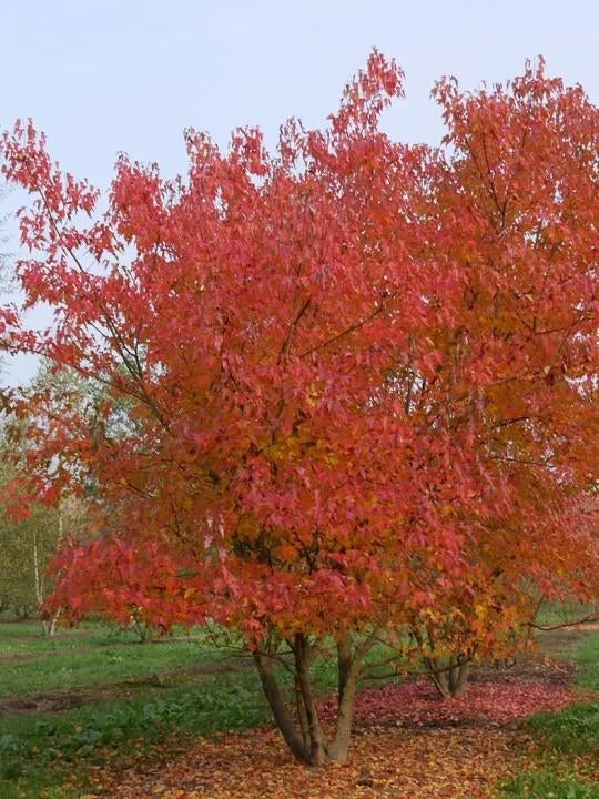 Érable. Érable Amur. Acer ginnala, Enlèvement