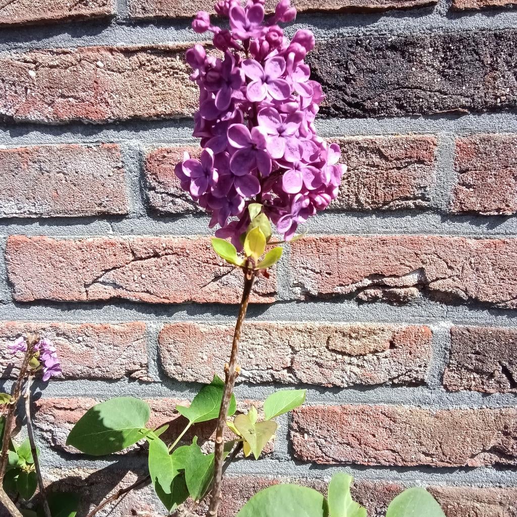 Lila Sering, Mortsel, Ophalen, Winter