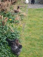 Zijdehoen kuikens,  verschillende leeftijden en kleuren, Sexe inconnu, Poule ou poulet