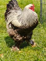 Hanen Brahma meerzomig blauwzilverpatrijs en blauw patriijs, Dieren en Toebehoren