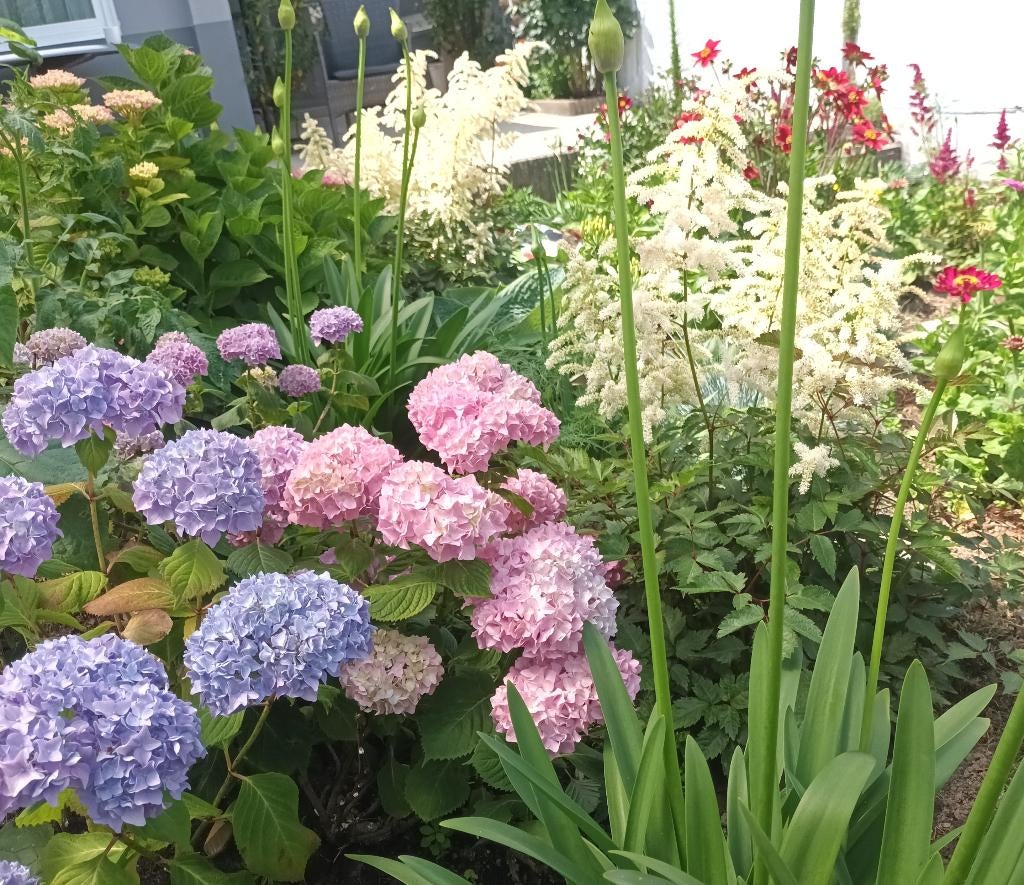 Blauwe hortensia /25x40 pot/meer kunstmest, Tuin en Terras, Ophalen, Winter, Vaste plant, Halfschaduw