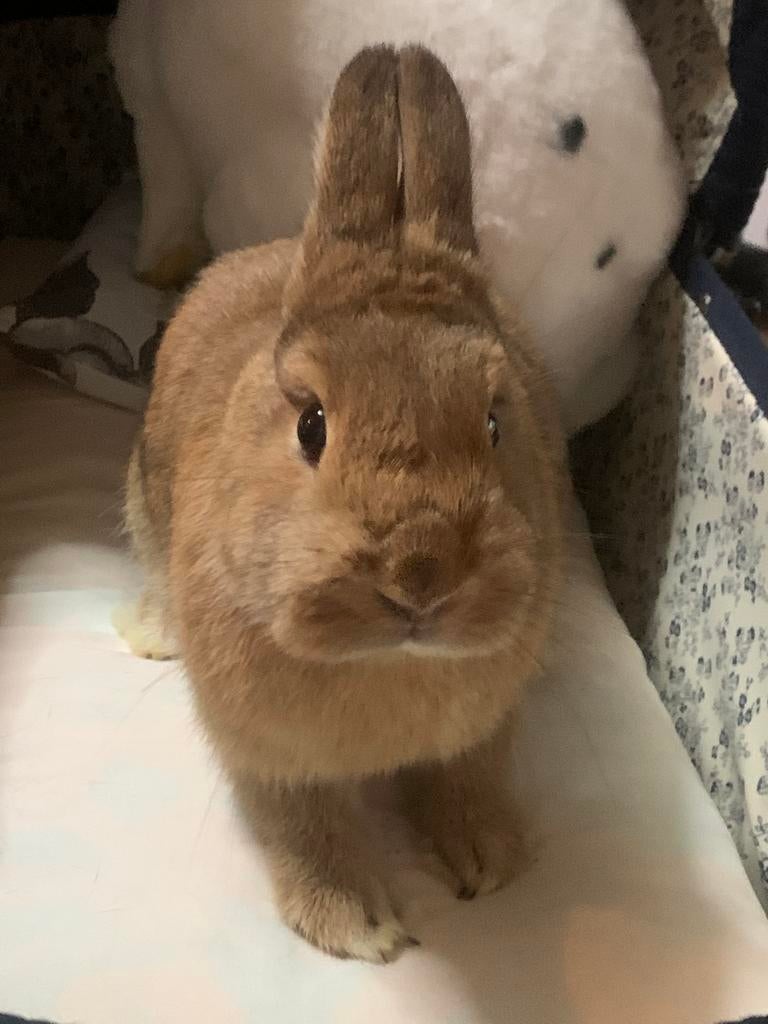 Raszuivere kleurdwerg voedster te koop, Vrouwelijk, Dwerg, 0 tot 2 jaar