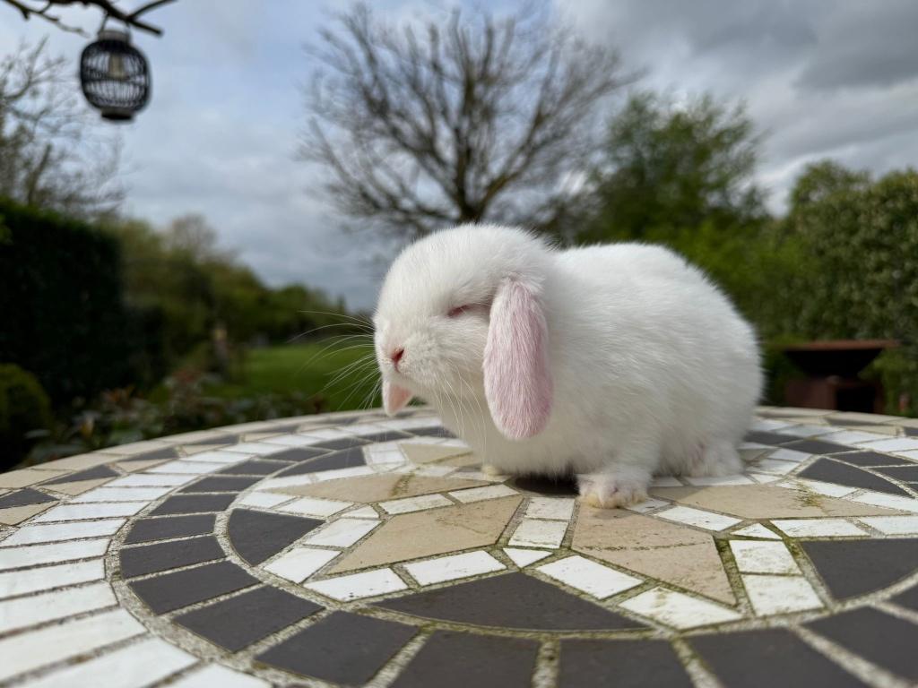Nederlands Dwerg Hangoor Konijn, Plusieurs animaux, Nain, Oreilles tombantes, 0 à 2 ans