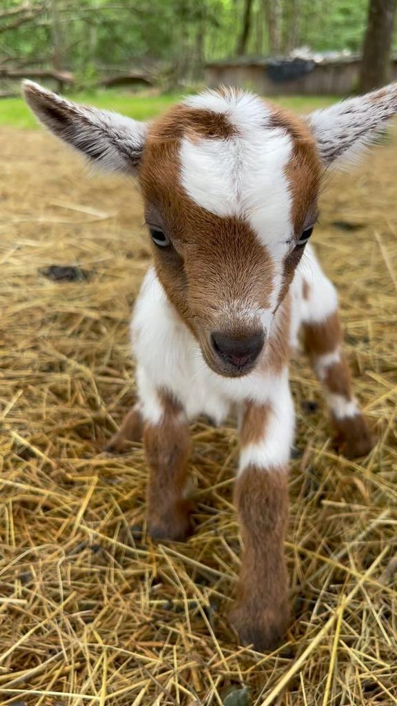 recherce chevres, Animaux & Accessoires, Box & Pâturages