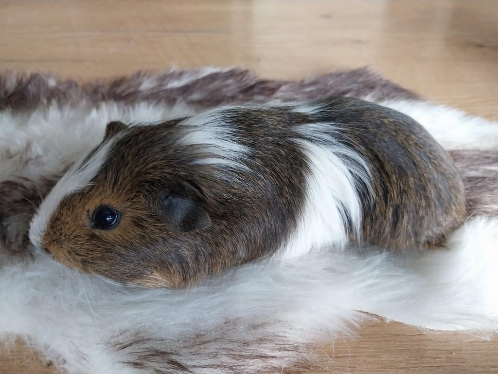 Jong cavia beertje, Dieren en Toebehoren, Februari, Mannelijk, Cavia