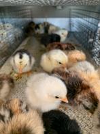 Rasechte  prachtige serama kuikentjes uitgekomen, Geslacht onbekend, Kip