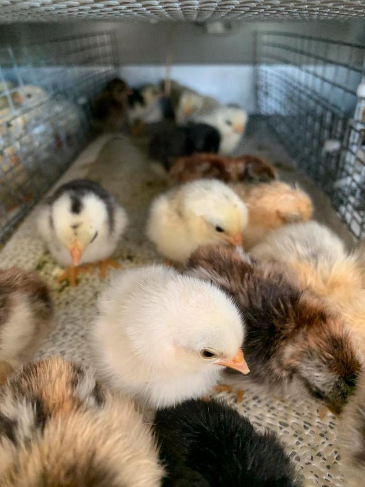 Rasechte  prachtige serama kuikentjes uitgekomen, Dieren en Toebehoren, Pluimvee, Kip, Geslacht onbekend