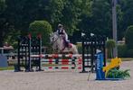 Zeer knappe sport pony. Ruin. 14 jaar type welsh., Dieren en Toebehoren, Gechipt, Ruin, Springpony, 11 jaar of ouder