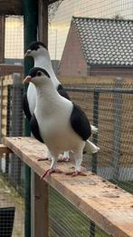 Afghan duiven, Animaux & Accessoires, Oiseaux | Pigeons