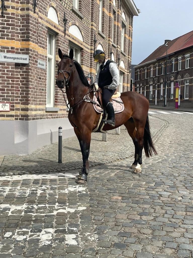 springmerrie, Animaux & Accessoires, Chevaux, Jument, Ne s'applique pas, 165 à 170 cm, 11 ans ou plus, Avec pedigree, Avec puce électronique