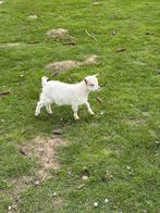 Wit mieke, Animaux & Accessoires