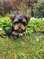Yorkshire terrier reutje, Animaux & Accessoires, Yorkshire Terrier, Chien (mâle), Belgique, Un chien