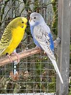 Grasparkieten, Dieren en Toebehoren, Parkiet, Geringd