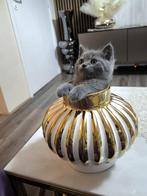 British short hair chaton, Enlèvement, Comme neuf