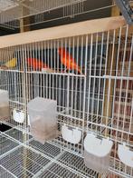 Kanaries, Dieren en Toebehoren