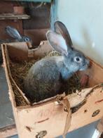 Jonge vlaamse reuzen, Dieren en Toebehoren, Konijnen
