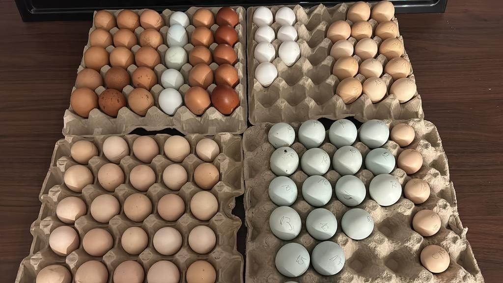 Broedeieren, Ophalen of Verzenden