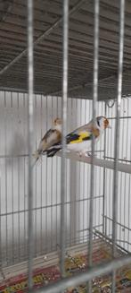 Couple de chardonnerets, Animaux & Accessoires