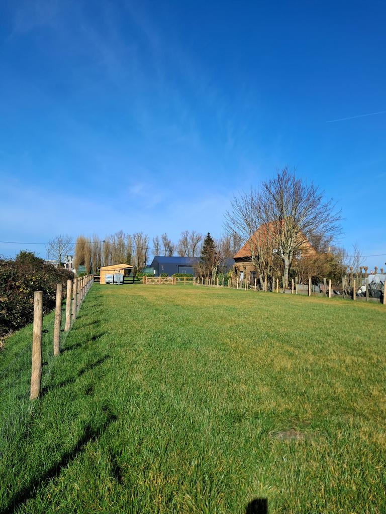 Weide te huur - Regio Blankenberge, Animaux & Accessoires, Box & Pâturages, Pâturage