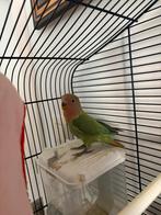 2 Parkieten met kooi en alles erbij, Sexe inconnu, Perruche, Bagué